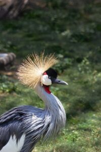 37 Stunning Birds With Mohawks (With Pictures)