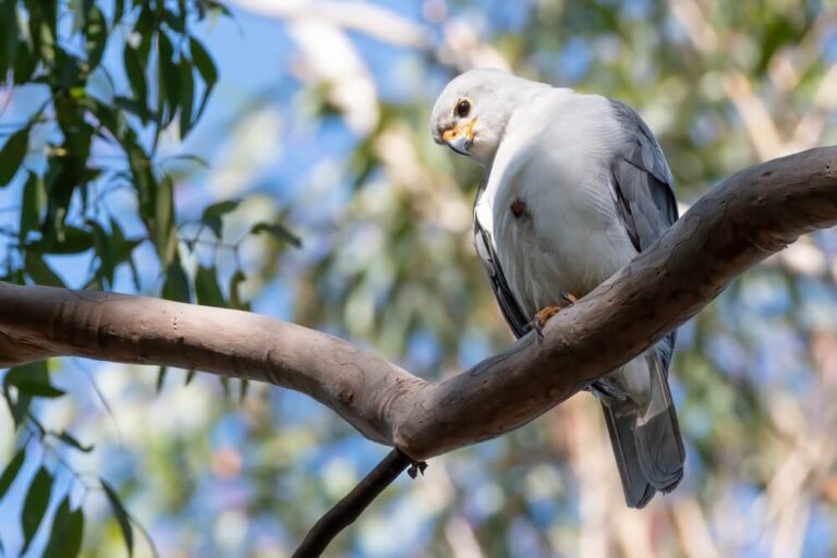 17 Incredible White Birds of Prey (ID Guide with Pictures)