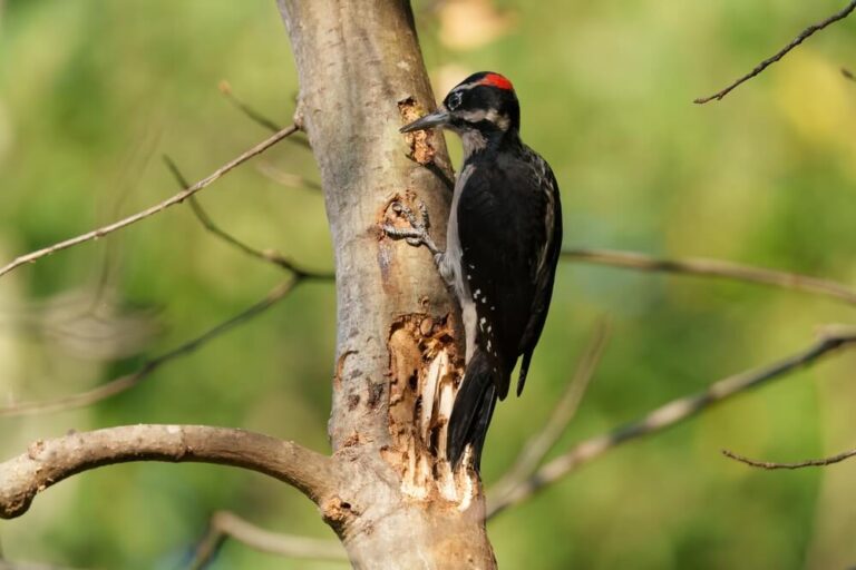 Downy Woodpecker vs. Hairy Woodpecker 12 Differences