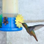Do Hummingbirds Prefer Homemade Nectar? (Explained)
