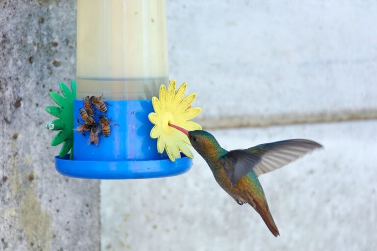 Do Hummingbirds Prefer Homemade Nectar? (Explained)