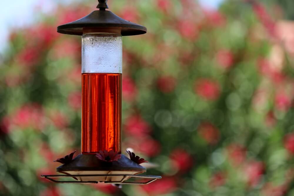 Why Do Hummingbirds Stop Coming To Feeders? (Explained)