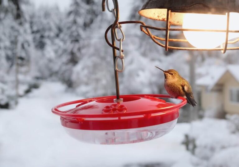 Do Hummingbirds Prefer Homemade Nectar? (Explained)