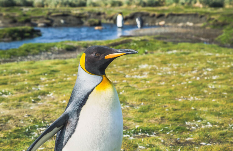 41 Gorgeous Birds With Orange Beaks - BirdChronicle.com