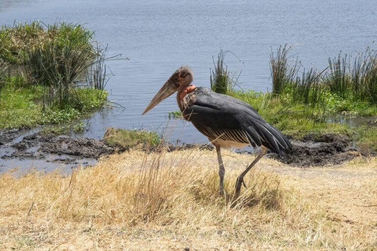 26 Birds That Eat Other Birds (With Photos)
