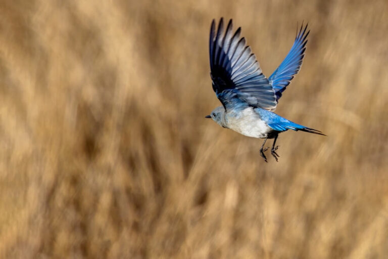 How To Attract Bluebirds To Your Yard (7 Tips)