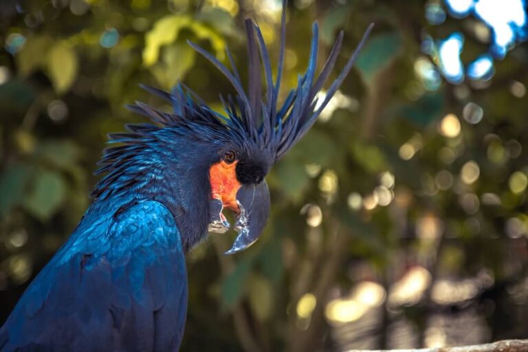 37 Stunning Birds With Mohawks (With Pictures)