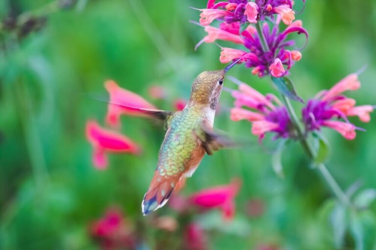 What Time Of Day Do Hummingbirds Feed? (Answered)