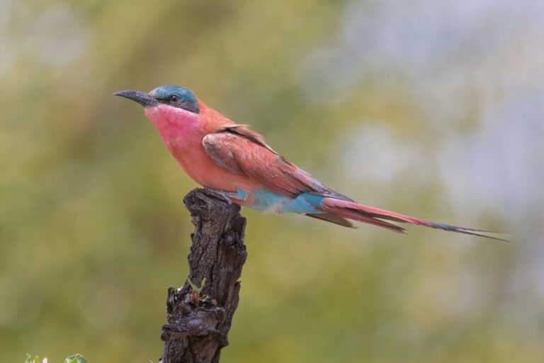 43 Amazing Purple Birds (With Photos)