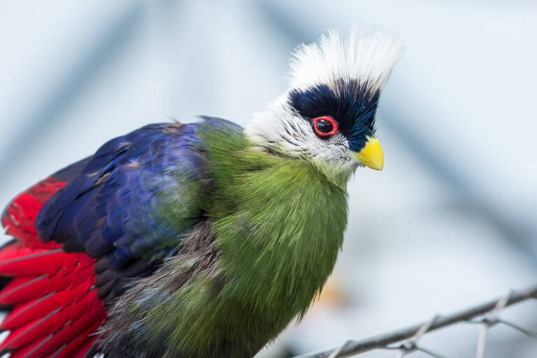 37 Stunning Birds With Mohawks (With Pictures)