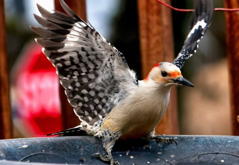 How To Get Birds To Use A Bird Bath (A 12Tip Guide)