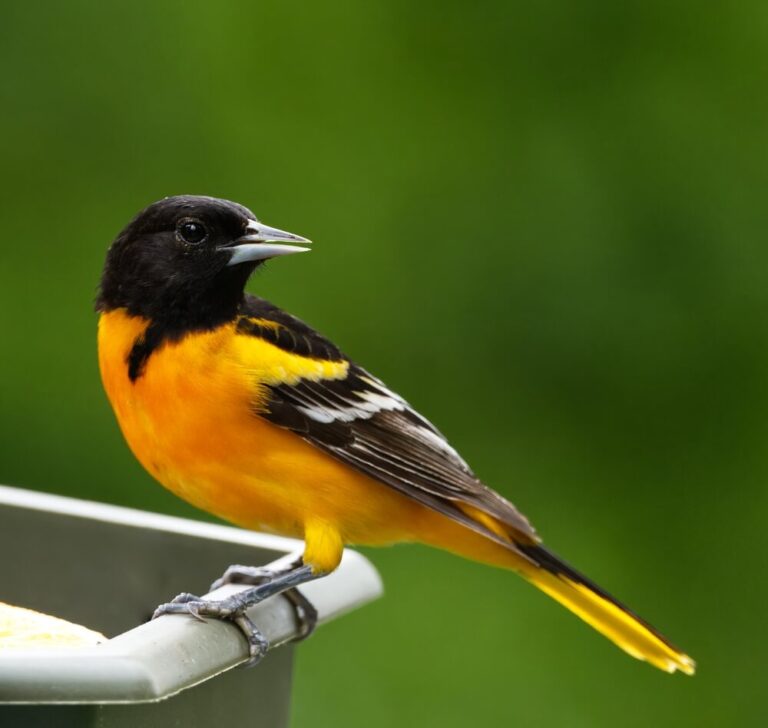 How To Attract Orioles To Your Yard (5 Easy Tips)
