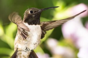 12 Amazing Black-Chinned Hummingbird Facts
