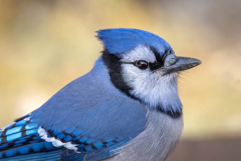 Blue Jay Symbolism 16 Spiritual Meanings