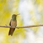 12 Interesting Facts About Buff-Bellied Hummingbirds