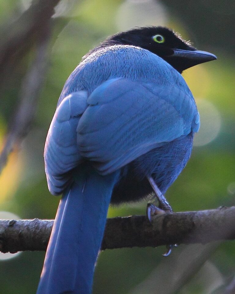 30 Birds That Start With B (Pictures Included)