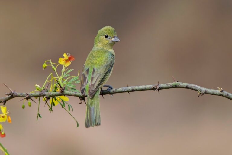 15 Amazing Facts About The Painted Bunting Female Painted Bunting 768x512