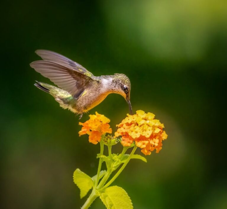 Do Hummingbirds Eat Butterflies? (Explained)