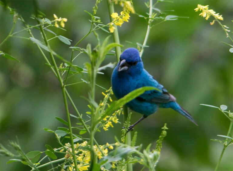 16 Interesting Facts About Indigo Buntings