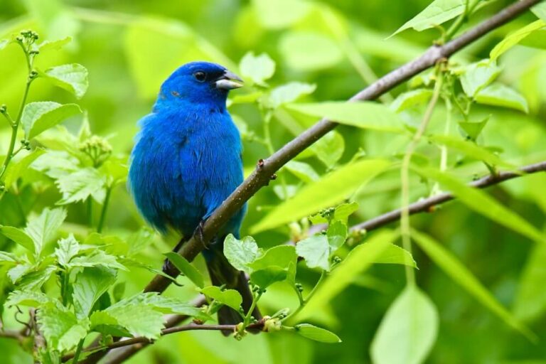 16 Interesting Facts About Indigo Buntings