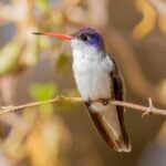 8 Interesting Facts About The Violet-Crowned Hummingbird