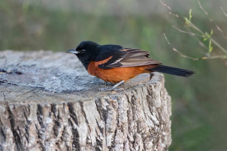 11 Birds Similar To Painted Buntings