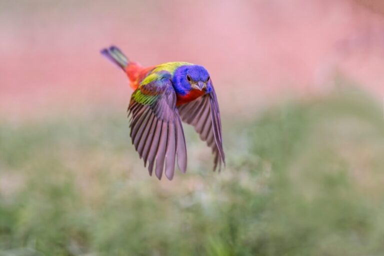 15 Amazing Facts About The Painted Bunting