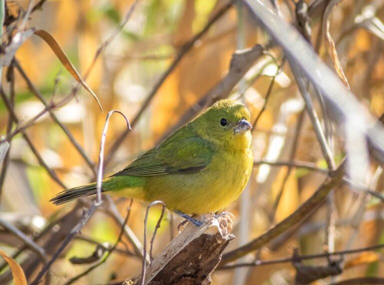 15 Amazing Facts About The Painted Bunting