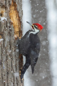 13 Interesting Facts About Pileated Woodpeckers
