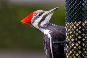 13 Interesting Facts About Pileated Woodpeckers
