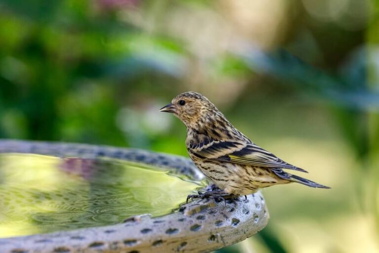 How To Get Birds To Use A Bird Bath (A 12Tip Guide)