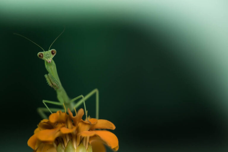 Can A Praying Mantis Kill A Hummingbird? (Answered)