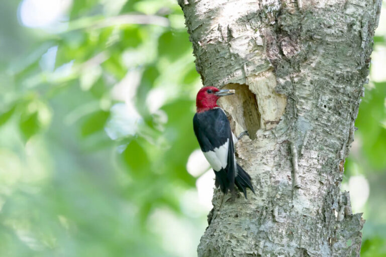 12 Interesting Red-Headed Woodpecker Facts