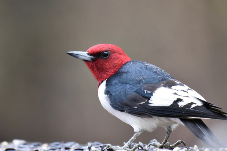 12 Interesting RedHeaded Woodpecker Facts