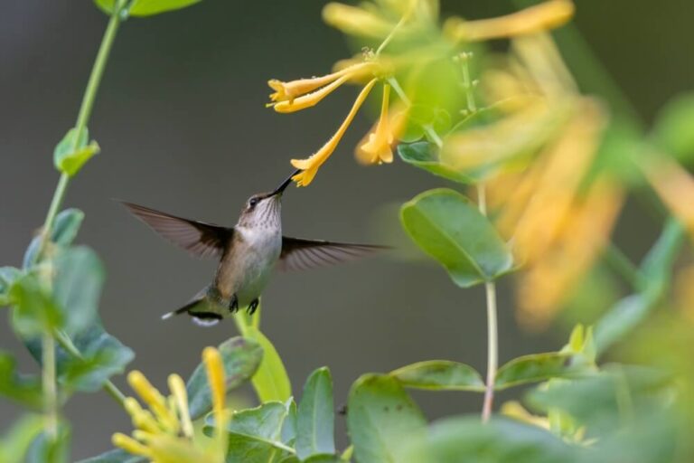 8 Ways To Attract RubyThroated Hummingbirds To Your Garden