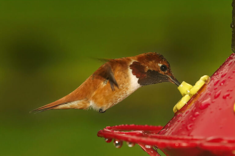 11 Intriguing Facts About The Rufous Hummingbird