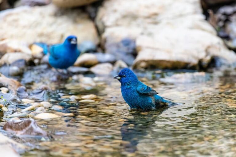 16 Interesting Facts About Indigo Buntings