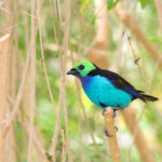 13 Amazing Facts About Paradise Tanagers (With Photos)