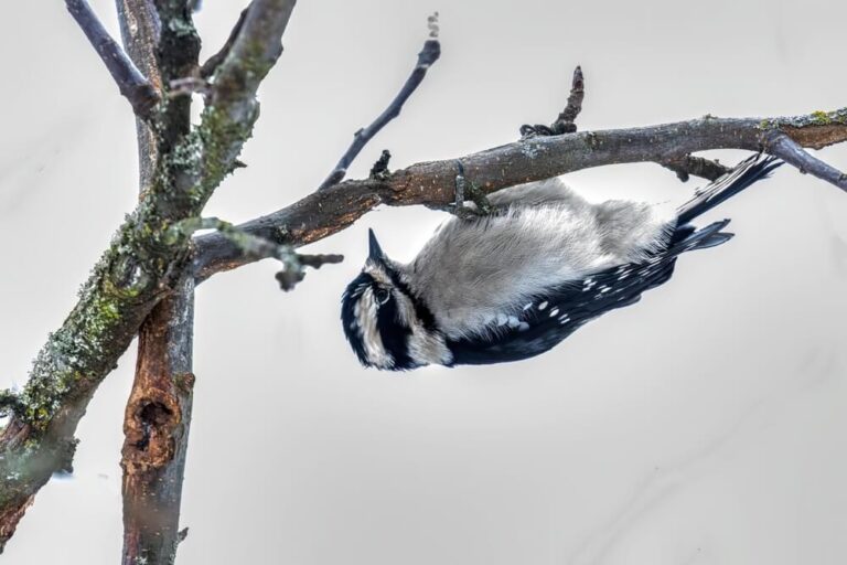 26 Amazing Facts About The Downy Woodpecker