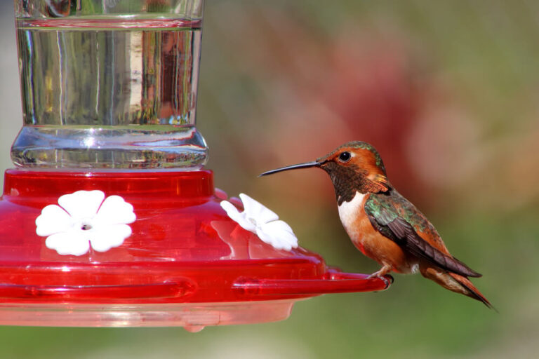 Why Do Hummingbirds Sit On Feeders For Hours? (Answered & Explained)
