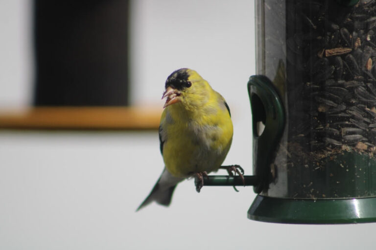 Why Do Birds Throw Seeds Out Of A Feeder? [7 Reasons]