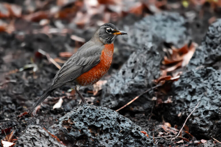 How To Attract Robins To Your Yard (9 Handy Tips)