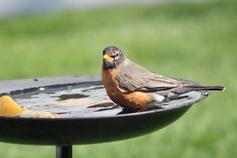 How To Get Birds To Use A Bird Bath (A 12Tip Guide)