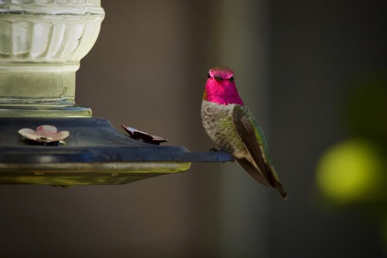 Why Do Hummingbirds Sit On Feeders For Hours? (Answered & Explained)