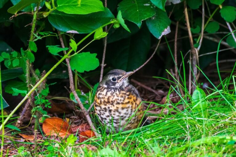 How To Attract Birds Without A Feeder (9 Other Things Birds Love)