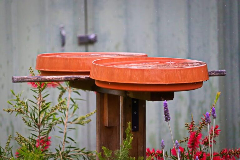 How To Clean Bird Feeders And Bird Baths To Avoid Harming Birds (6 Ways)