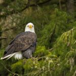 Eagle Symbolism: 8 Meanings & Representations