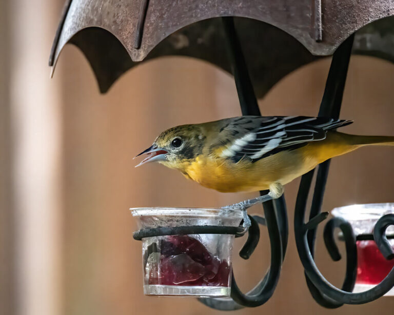 How To Attract Baltimore Orioles To Your Yard (11 Tips)