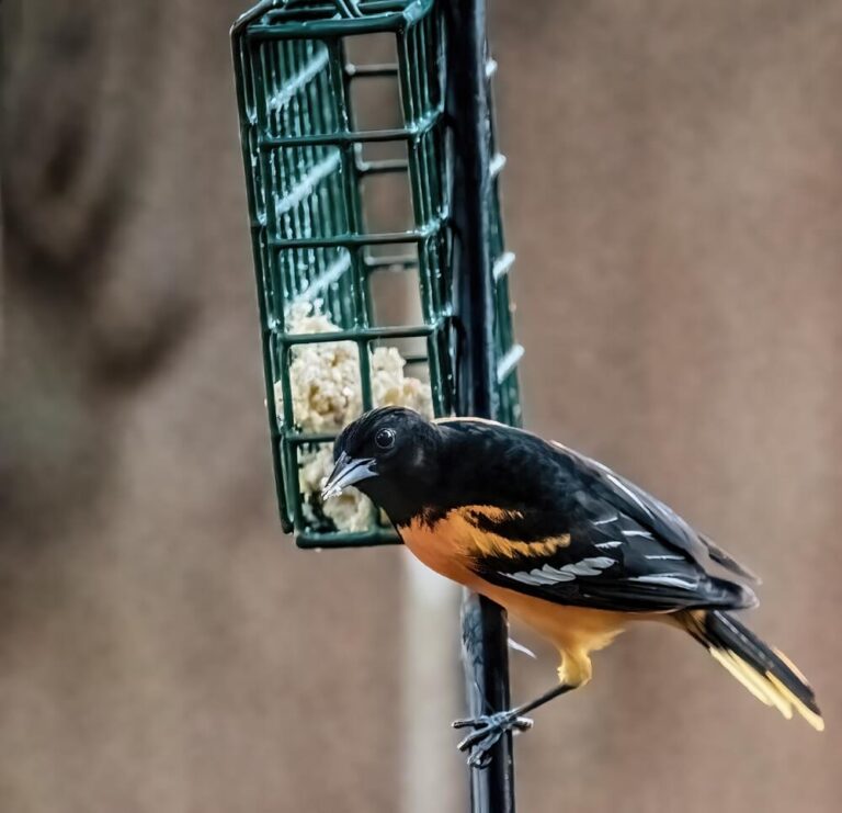 How To Attract Baltimore Orioles To Your Yard (11 Tips)