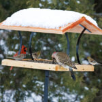 5 Types Of Bird Feeders (And What They’re Good For)